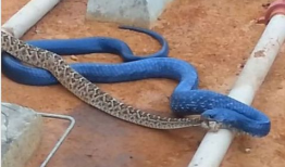 蛇视频,蛇视频深度解析