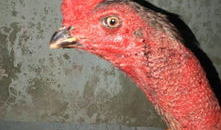 插鸡鸡视频,网络迷雾中的真相与反思